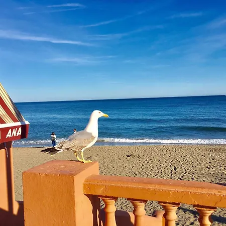 Patos * Benalmadena